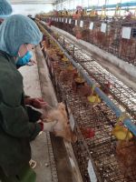 Hình ảnh chuyển giao mô hình