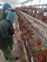 Hình ảnh chuyển giao mô hình