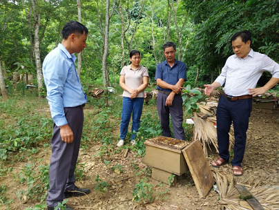 ỨNG DỤNG TIẾN BỘ KỸ THUẬT NÂNG CAO NĂNG SUẤT, CHẤT LƯỢNG ĐÀN ONG NỘI TẠI NHO QUAN, NINH BÌNH